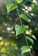 18th Jul 2022 - Early Morning Leaves