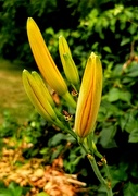 18th Jul 2022 - Amy's Daylilies.