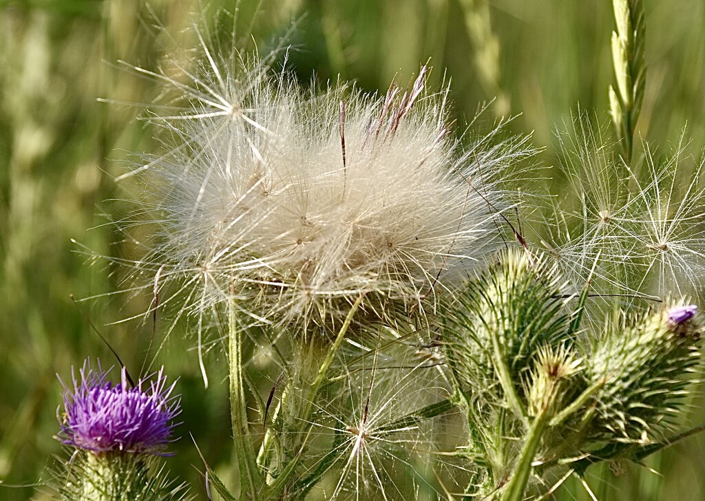 A thistle explosion by wakelys