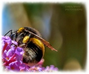 19th Jul 2022 - Bumble Bee And Buddleia