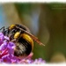 Bumble Bee And Buddleia by carolmw