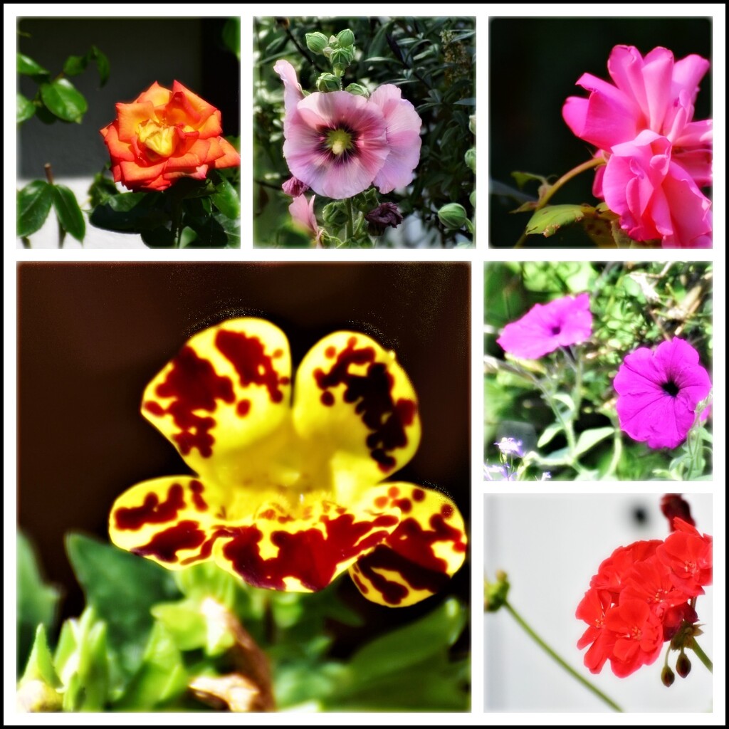 Today's garden flowers by rosiekind
