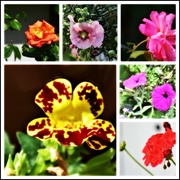 19th Jul 2022 - Today's garden flowers