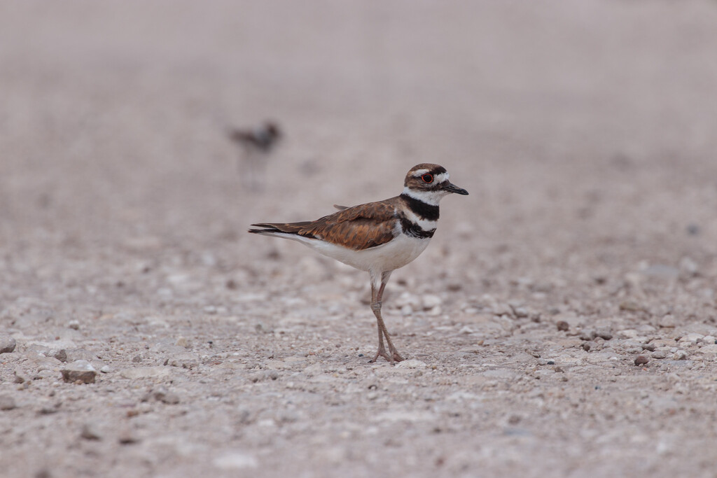 killdeer with chicks  by aecasey