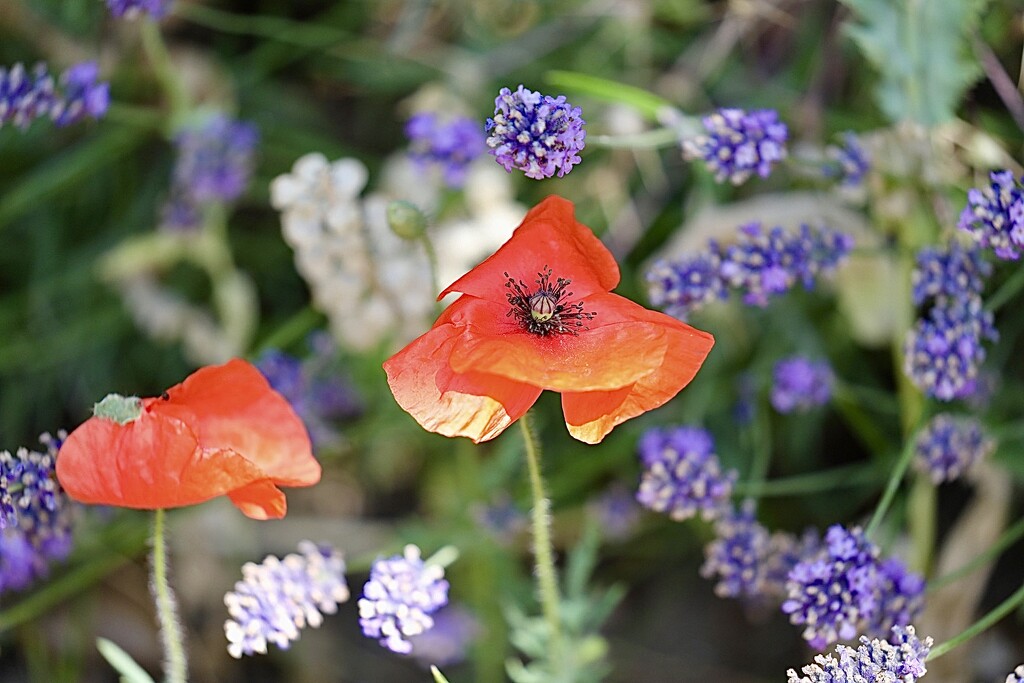 Poppies & Lavender by carole_sandford