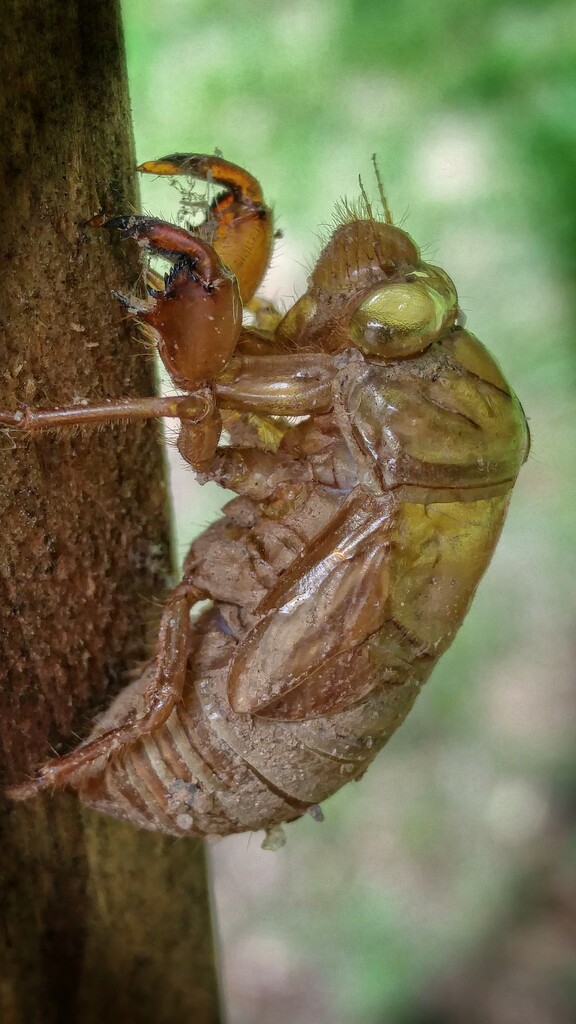 Cicada nymph shell... by marlboromaam