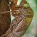 Cicada nymph shell... by marlboromaam