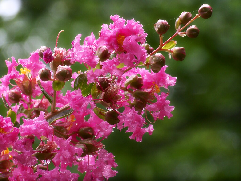 Wet crepe myrtle blossoms... by marlboromaam