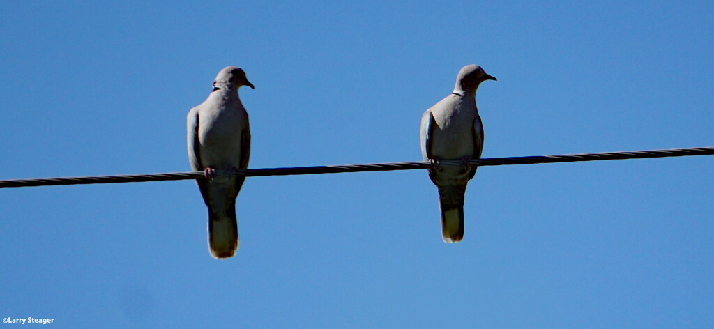 Two on a wire by larrysphotos