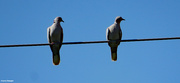 19th Jul 2022 - Two on a wire