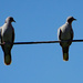 Two on a wire by larrysphotos