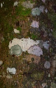 20th Jul 2022 - Beautiful Lichen ~