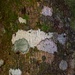 Beautiful Lichen ~ by happysnaps
