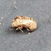17th Jul 2022 - Cicada Shell