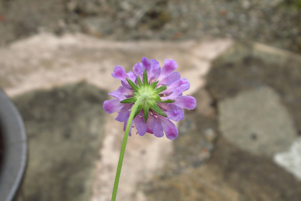 scabious by anniesue