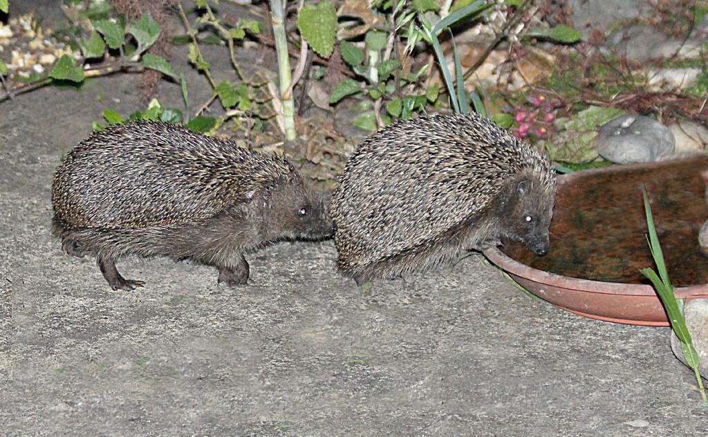 Two Hedgehogs . by wendyfrost