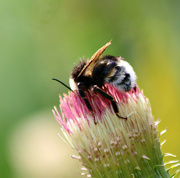 18th Jul 2022 - A Busy Bee. 
