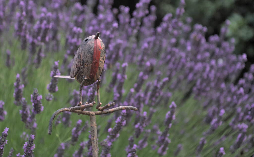 Lavender Robin : 70 years old vintage lens  by phil_howcroft