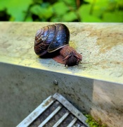 19th Jul 2022 - Snail on the Stairs