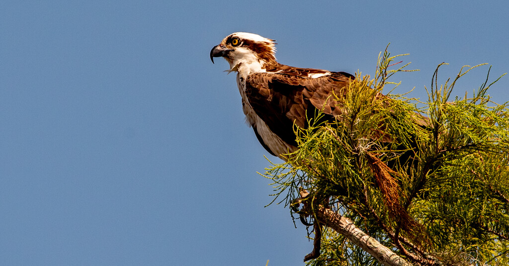Osprey in the Treetop! by rickster549