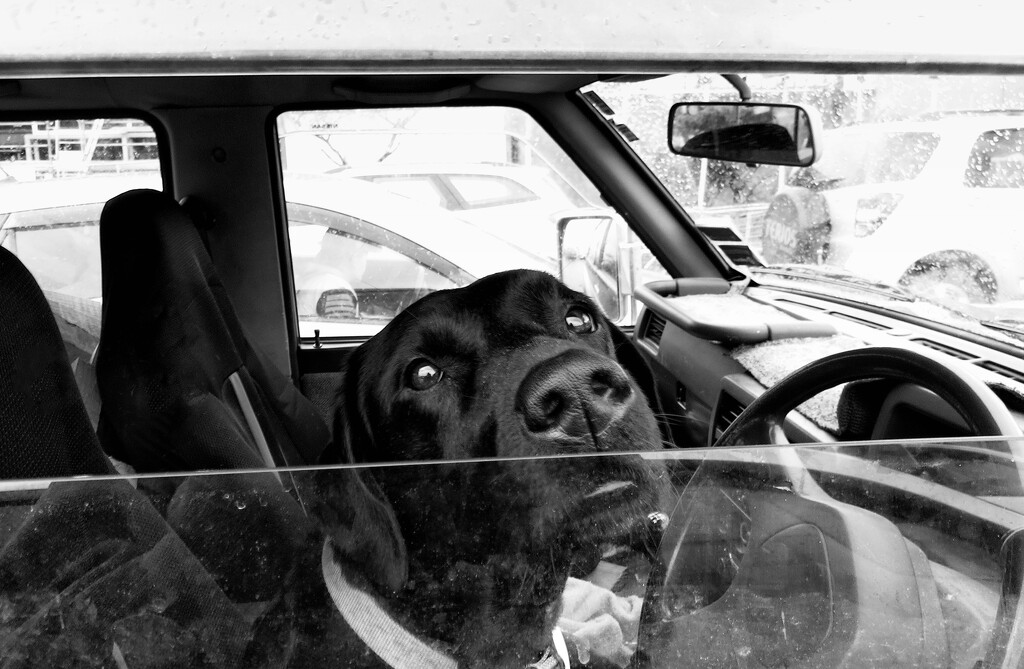 Dogs in cars by kali66