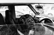 20th Jul 2022 - Dogs in cars