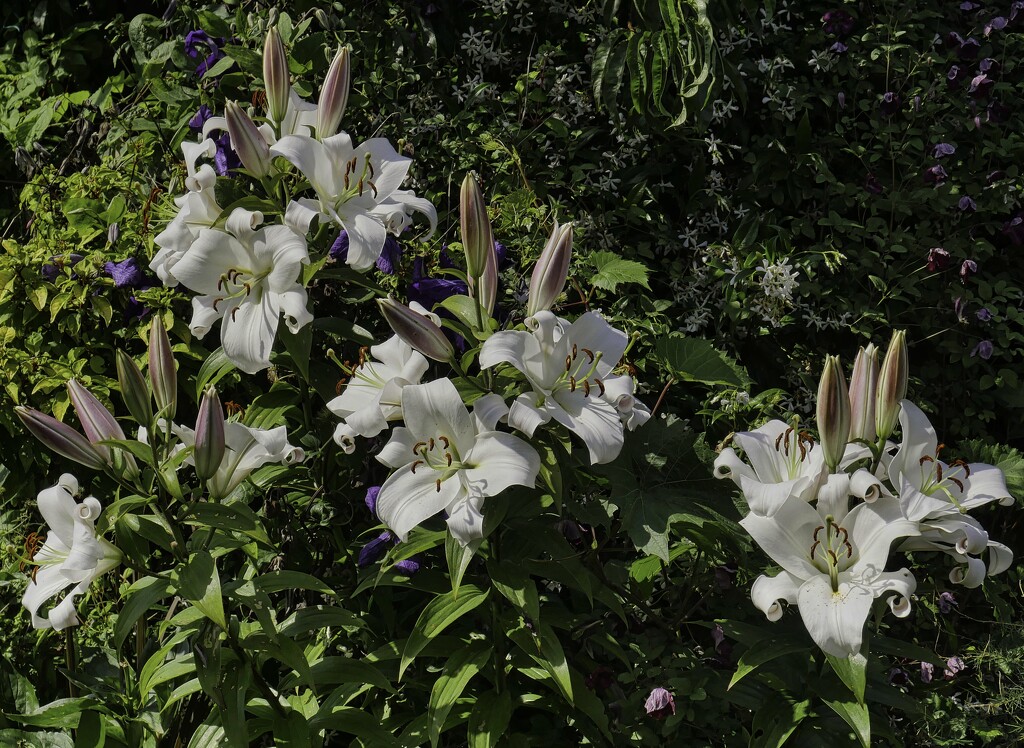 White Lilies in the Garden. by tonygig