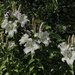 White Lilies in the Garden. by tonygig
