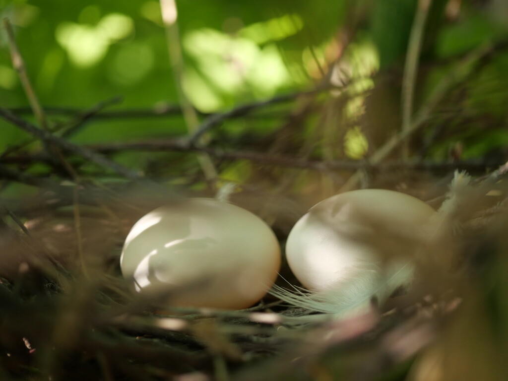 Pigeon Eggs by newbank