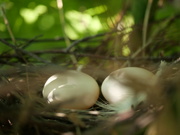 20th Jul 2022 - Pigeon Eggs