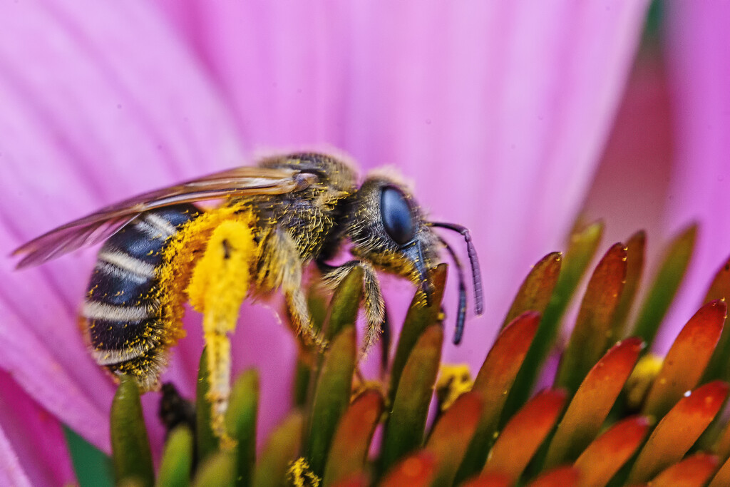 Small Bee on Coneflower by tosee