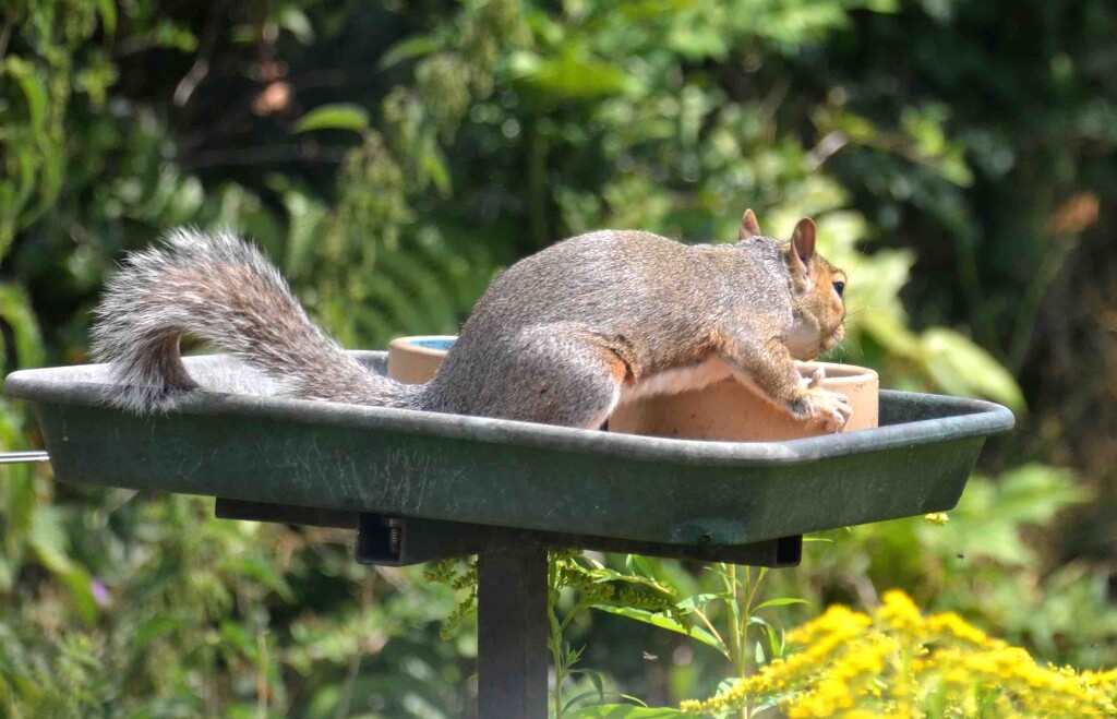 Squirrel - Taking A Drink by arkensiel