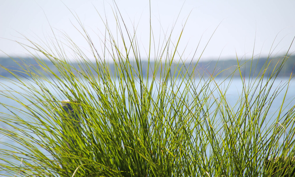 Ornamental grass by the water by mittens