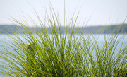 20th Jul 2022 - Ornamental grass by the water