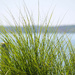 Ornamental grass by the water by mittens