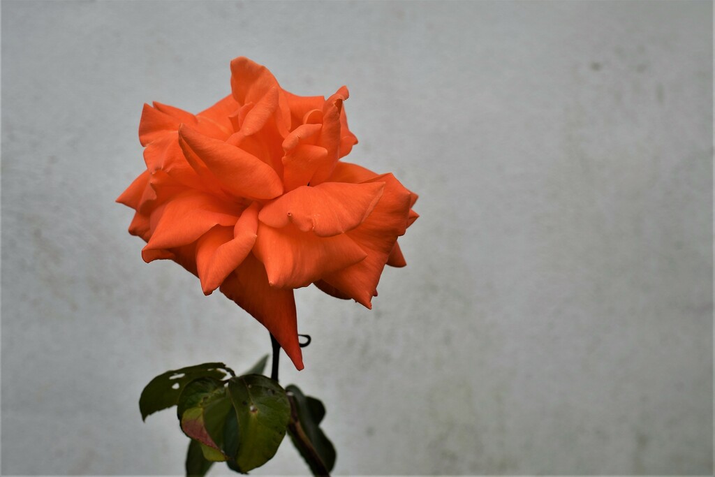 orange rose by christophercox