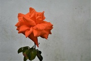 20th Jul 2022 - orange rose