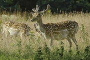 20th Jul 2022 - Fallow in the Park.