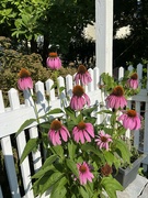 20th Jul 2022 - Coneflowers 