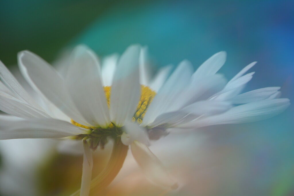 White daisies in the garden.......... by ziggy77
