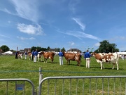 20th Jul 2022 - Judging the cattle