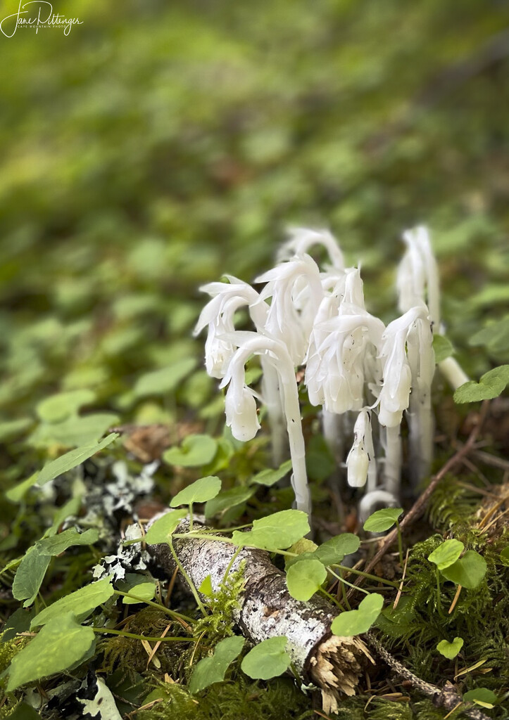 Indian Pipes by jgpittenger