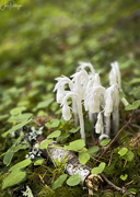 20th Jul 2022 - Indian Pipes