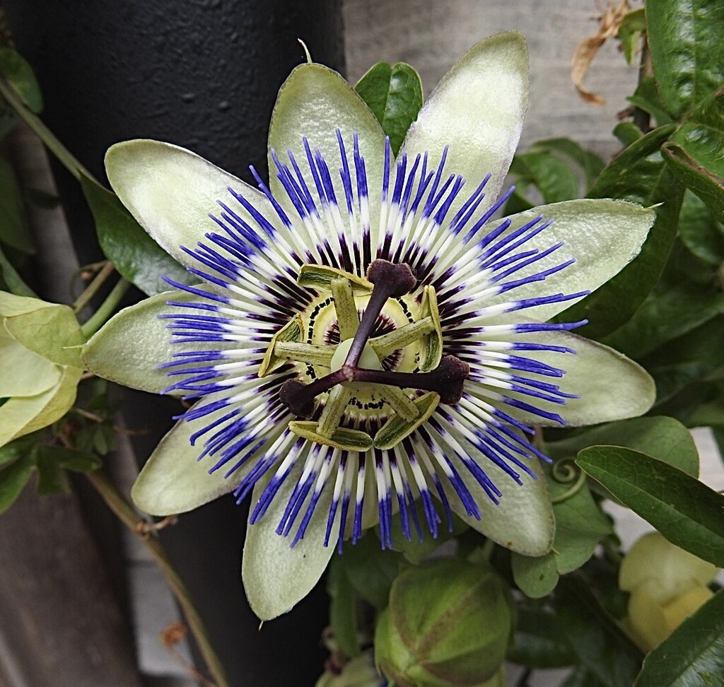 Passion flower by susiemc