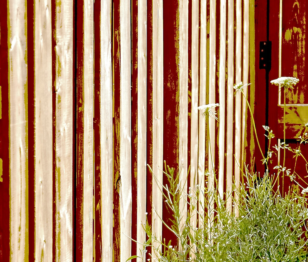 Fence Corner by gardencat