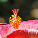 Inside look at Hibiscus by larrysphotos