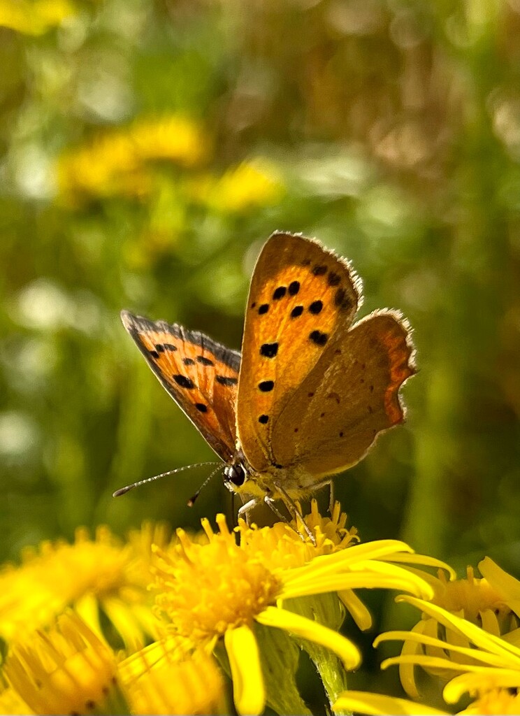 Small copper by pattyblue