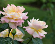 19th Jul 2022 - Beautiful roses 