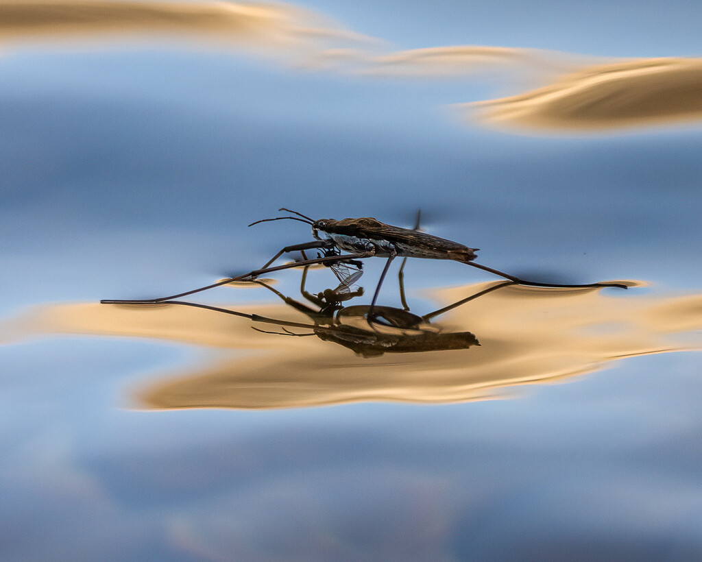 Water Strider eating small fly by nicoleweg