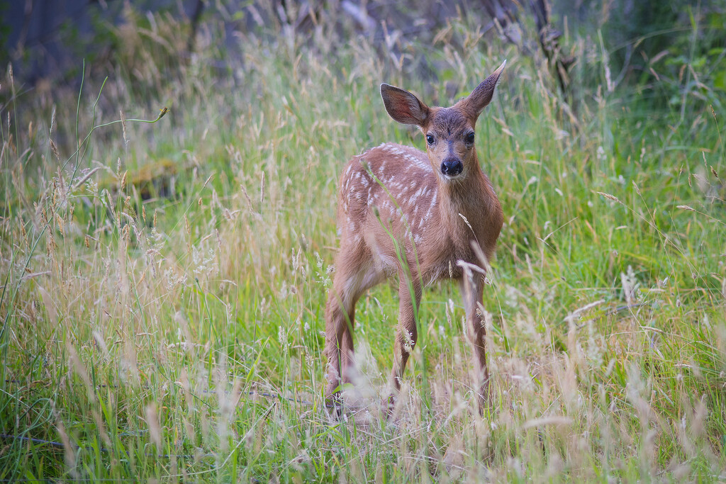 Fawn by cdcook48